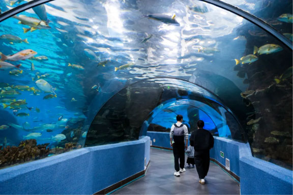 寒假遛娃天花板！合肥海洋世界游玩全攻略，暖冬遛娃不費(fèi)媽